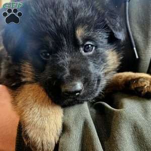 Bluey, German Shepherd Puppy