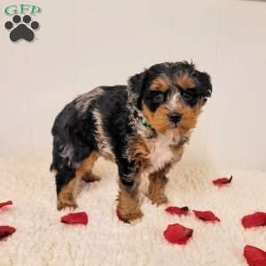 Ruby, Mini Bernedoodle Puppy