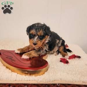 Ruby, Mini Bernedoodle Puppy