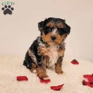 Ruby, Mini Bernedoodle Puppy