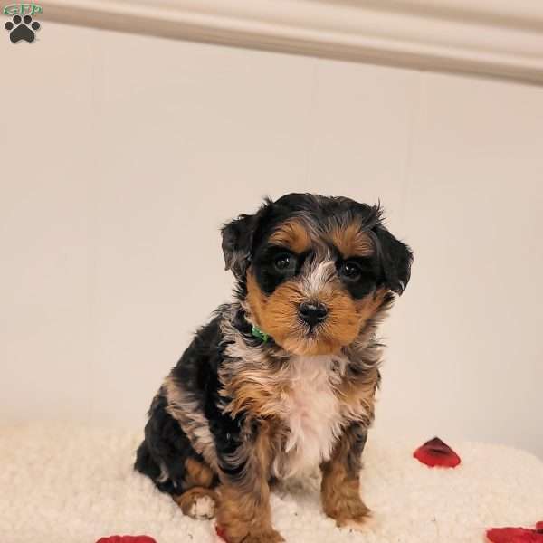 Ruby, Mini Bernedoodle Puppy