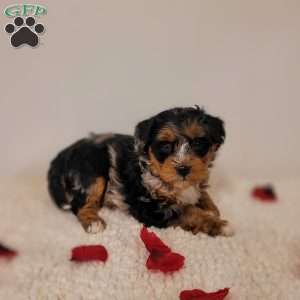 Ruby, Mini Bernedoodle Puppy