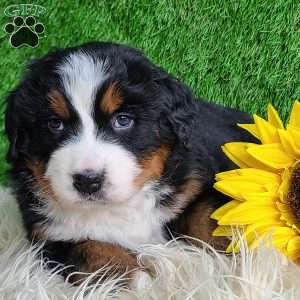 Apollo, Bernese Mountain Dog Puppy