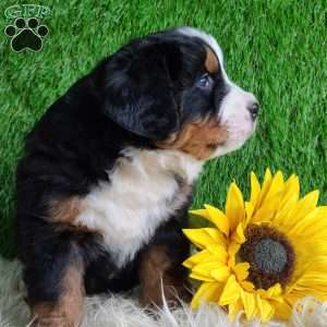 Apollo, Bernese Mountain Dog Puppy