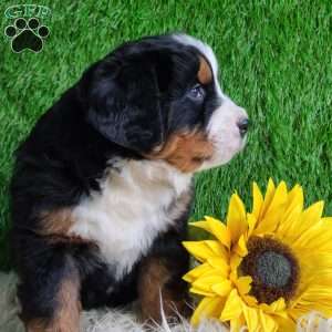 Apollo, Bernese Mountain Dog Puppy