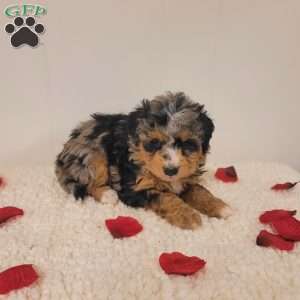Rory, Mini Bernedoodle Puppy