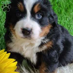 Apollo, Bernese Mountain Dog Puppy