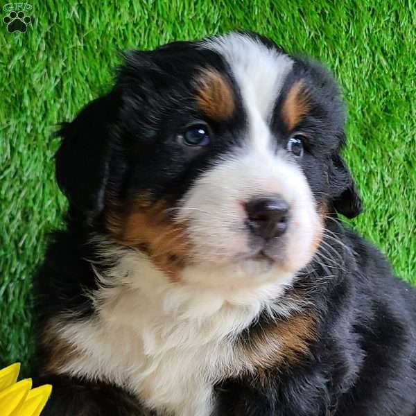 Apollo, Bernese Mountain Dog Puppy