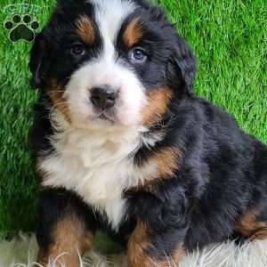 Apollo, Bernese Mountain Dog Puppy