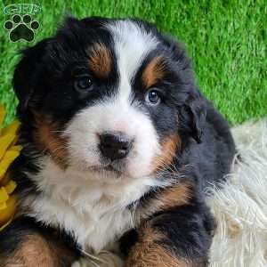 Apollo, Bernese Mountain Dog Puppy