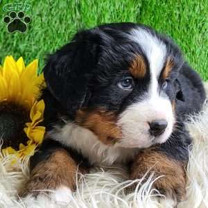 Apollo, Bernese Mountain Dog Puppy