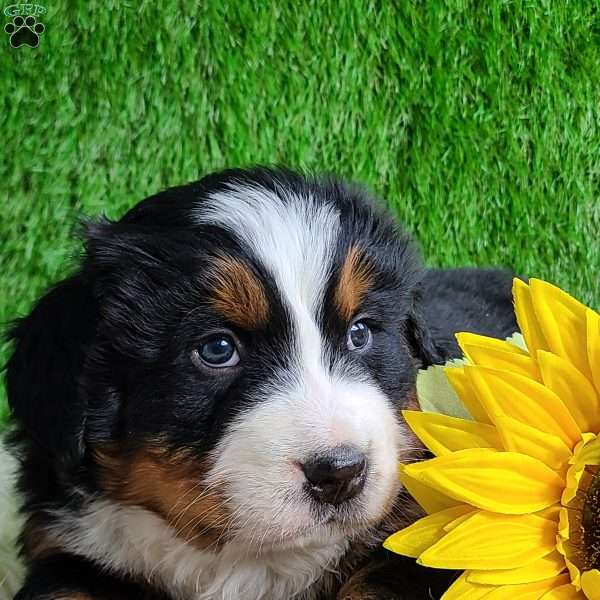 Apollo, Bernese Mountain Dog Puppy