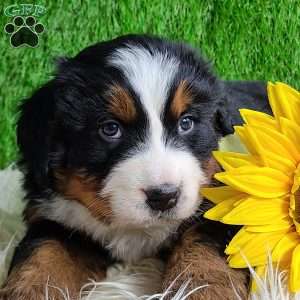 Apollo, Bernese Mountain Dog Puppy
