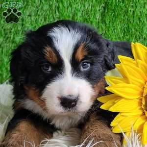 Apollo, Bernese Mountain Dog Puppy