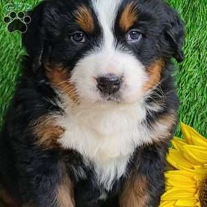 Apollo, Bernese Mountain Dog Puppy