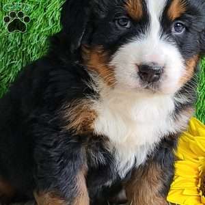 Apollo, Bernese Mountain Dog Puppy
