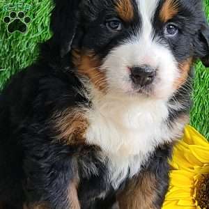 Apollo, Bernese Mountain Dog Puppy