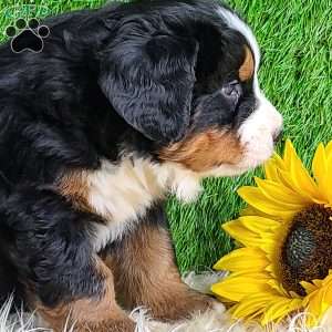 Apollo, Bernese Mountain Dog Puppy