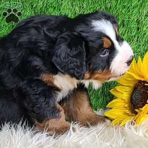 Apollo, Bernese Mountain Dog Puppy