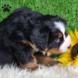 Apollo, Bernese Mountain Dog Puppy