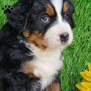 Apollo, Bernese Mountain Dog Puppy