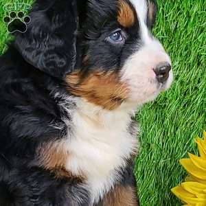 Apollo, Bernese Mountain Dog Puppy