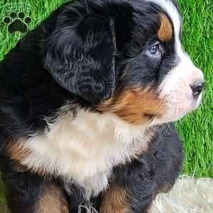 Apollo, Bernese Mountain Dog Puppy