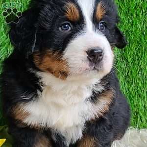 Apollo, Bernese Mountain Dog Puppy