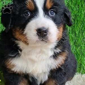 Apollo, Bernese Mountain Dog Puppy