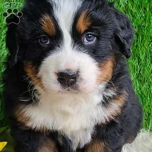 Apollo, Bernese Mountain Dog Puppy