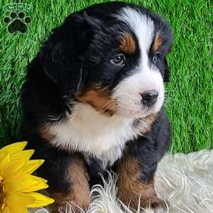 Apollo, Bernese Mountain Dog Puppy