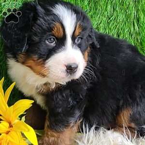 Apollo, Bernese Mountain Dog Puppy