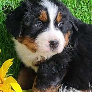Apollo, Bernese Mountain Dog Puppy