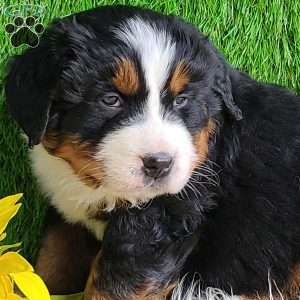 Apollo, Bernese Mountain Dog Puppy