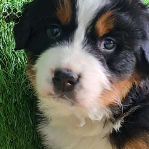 Apollo, Bernese Mountain Dog Puppy