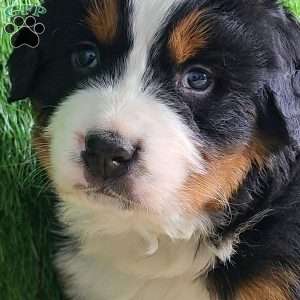 Apollo, Bernese Mountain Dog Puppy
