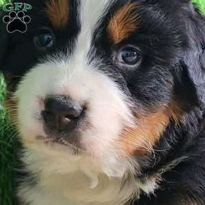 Apollo, Bernese Mountain Dog Puppy
