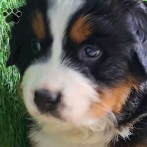 Apollo, Bernese Mountain Dog Puppy