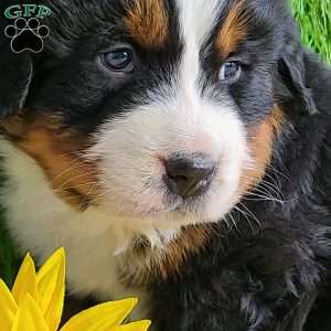 Apollo, Bernese Mountain Dog Puppy