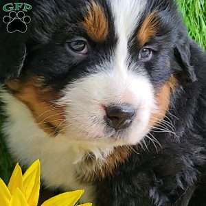 Apollo, Bernese Mountain Dog Puppy