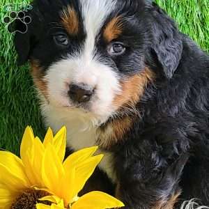 Apollo, Bernese Mountain Dog Puppy