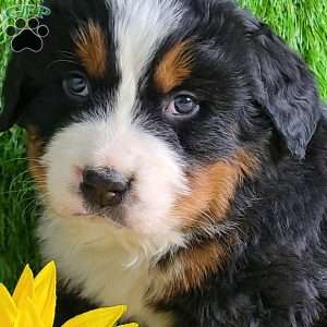 Apollo, Bernese Mountain Dog Puppy