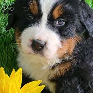 Apollo, Bernese Mountain Dog Puppy