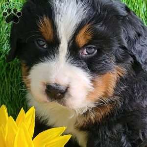 Apollo, Bernese Mountain Dog Puppy