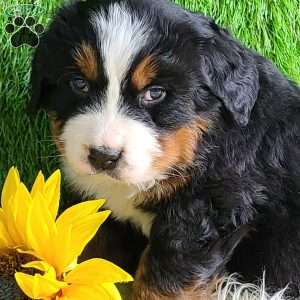 Apollo, Bernese Mountain Dog Puppy