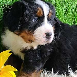 Apollo, Bernese Mountain Dog Puppy