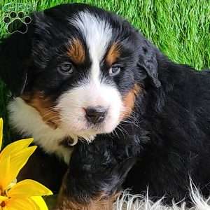 Apollo, Bernese Mountain Dog Puppy