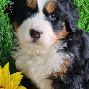 ARROW, Bernese Mountain Dog Puppy