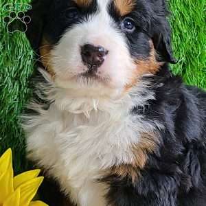 ARROW, Bernese Mountain Dog Puppy