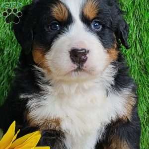 ARROW, Bernese Mountain Dog Puppy